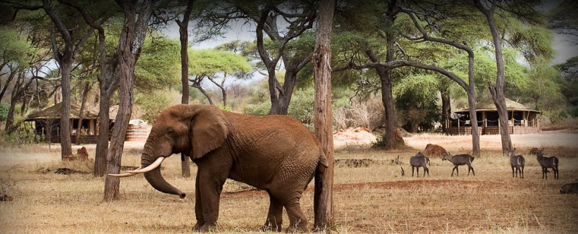 Sanctuary Swala Camp (Tarangire National Park) Tanzania - www.PhotoSafaris.travel