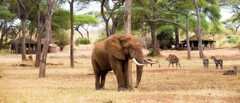 Sanctuary Swala Camp (Tarangire National Park) Tanzania - www.PhotoSafaris.travel