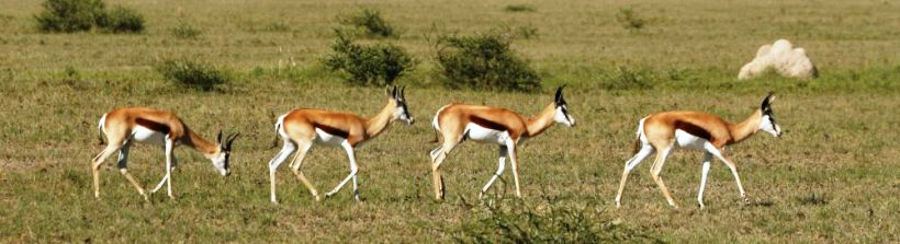 Tau Pan Camp (Central Kalahari Game Reserve) Botswana - www.PhotoSafaris.travel