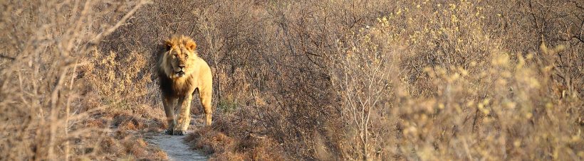 Tau Pan Camp (Central Kalahari Game Reserve) Botswana - www.PhotoSafaris.travel