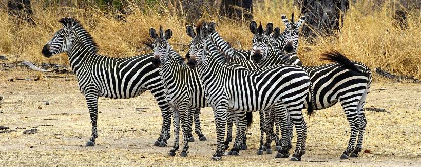 The Retreat Selous (Selous Game Reserve) Tanzania - www.PhotoSafaris.travel