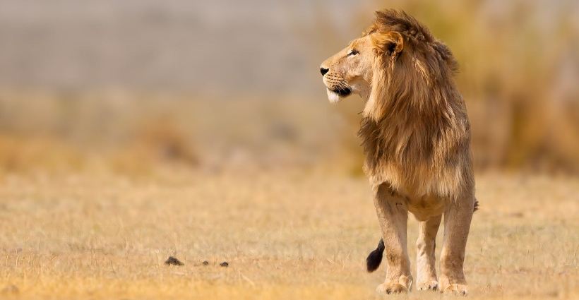 The Manor at Ngorongoro Crater (Ngorongoro Crater) Tanzania - www.PhotoSafaris.travel