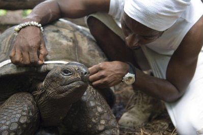 Taking Measurements on a tortoise - North Island (Seychelles Islands) Indian Ocean - www.PhotoSafaris.travel 