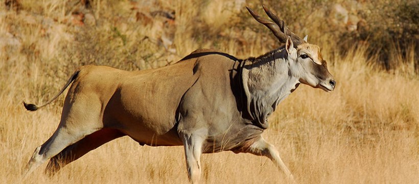 Tswalu Kalahari Reserve (Kalahari Desert, Northern Cape) South Africa - www.PhotoSafaris.travel