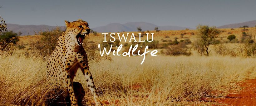 Tswalu Kalahari Reserve (Kalahari Desert, Northern Cape) South Africa - www.PhotoSafaris.travel