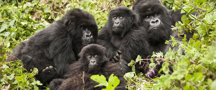 Ultimate Uganda Safari (12 Days) - www.Photosafaris.travel