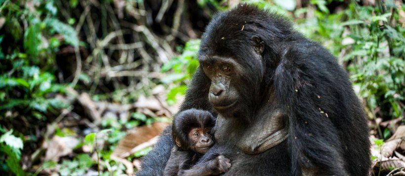 Uganda Fly-In Gorilla Express (6 Days) - www.Photosafaris.travel