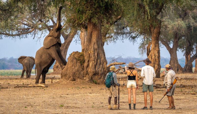 Johns Camp, Mana Pools