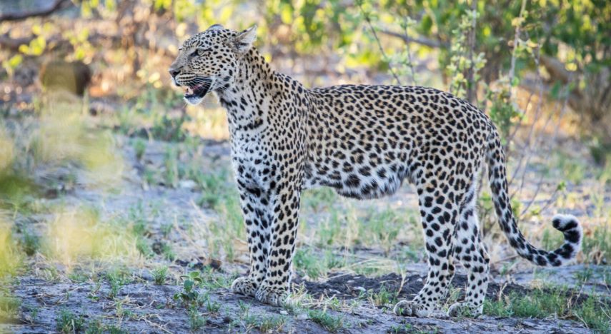 Leopard, Savute Safari Lodge